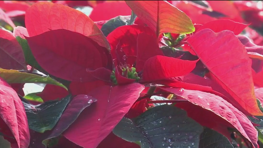 Inmates turn over a new leaf by growing poinsettias